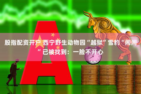 股指配资开户 西宁野生动物园“越狱”雪豹“闹闹”已被找到：一脸不开心